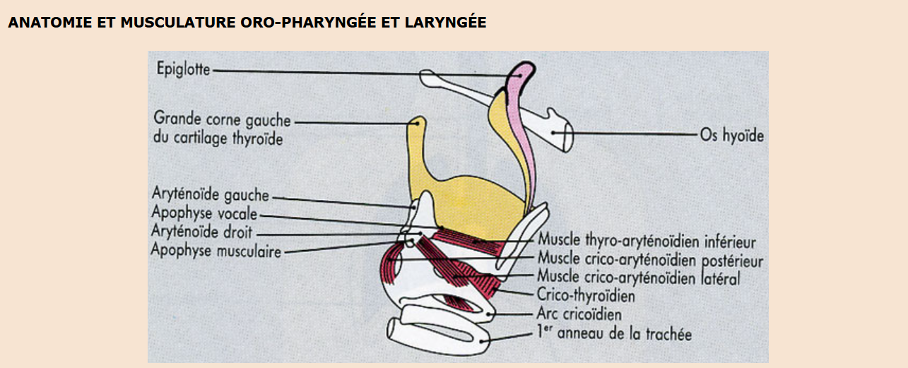 Technique vocale